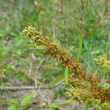 Portraitfoto Rumex maritimus