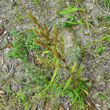 Habitusfoto Rumex maritimus