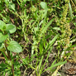 Foto von Besonderheit Rumex maritimus