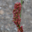 Blütenfoto Rumex nivalis