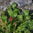 Blätterfoto Rumex nivalis