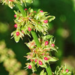 Foto von Besonderheit Rumex obtusifolius