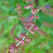 Portraitfoto Rumex sanguineus