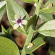 Blütenfoto Ruscus aculeatus