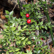 Portraitfoto Ruscus aculeatus