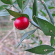 Foto von Besonderheit Ruscus aculeatus