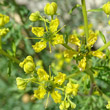 Blütenfoto Ruta graveolens