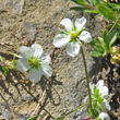 Bl&uuml;tenfoto Sagina glabra