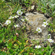 Habitusfoto Sagina glabra