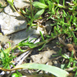 Bl&auml;tterfoto Sagina glabra