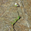 St&auml;ngel-/Stammfoto Sagina glabra