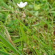 Blätterfoto Sagina nodosa