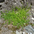 Habitusfoto Sagina procumbens