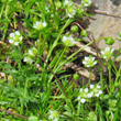 Portraitfoto Sagina saginoides