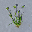 Blätterfoto Sagina saginoides