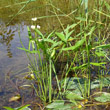 Habitusfoto Sagittaria latifolia