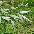 Portraitfoto Salix alba