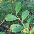 Portraitfoto Salix aurita