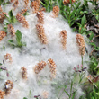Fruchtfoto Salix breviserrata