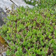 Habitusfoto Salix breviserrata