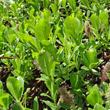 Blätterfoto Salix breviserrata