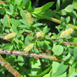 Blütenfoto Salix caesia