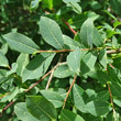 Portraitfoto Salix caesia