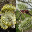 Portraitfoto Salix caprea