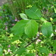 Blätterfoto Salix caprea