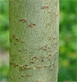 Stängel-/Stammfoto Salix caprea