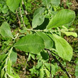 Portraitfoto Salix cinerea