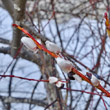 Blütenfoto Salix daphnoides