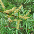 Fruchtfoto Salix elaeagnos