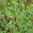 Portraitfoto Salix foetida