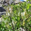 Portraitfoto Salix hastata