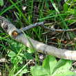 Stängel-/Stammfoto Salix hastata