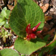 Fruchtfoto Salix herbacea