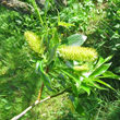 Blütenfoto Salix pentandra
