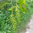 Fruchtfoto Salix pentandra