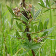 Portraitfoto Salix repens