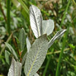 Foto von Besonderheit Salix repens