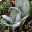 Foto der Jungpflanze Salix reticulata