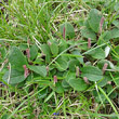 Habitusfoto Salix reticulata