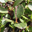 Portraitfoto Salix reticulata
