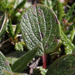 Blätterfoto Salix reticulata