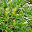 Portraitfoto Salix retusa