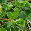 Blätterfoto Salix retusa