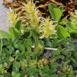 Blütenfoto Salix retusa