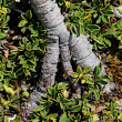 Stängel-/Stammfoto Salix serpillifolia