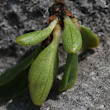 Foto Grundlätter Salix serpillifolia